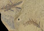 Dawn Redwood (Metasequoia) Fossils - Montana #126636-1